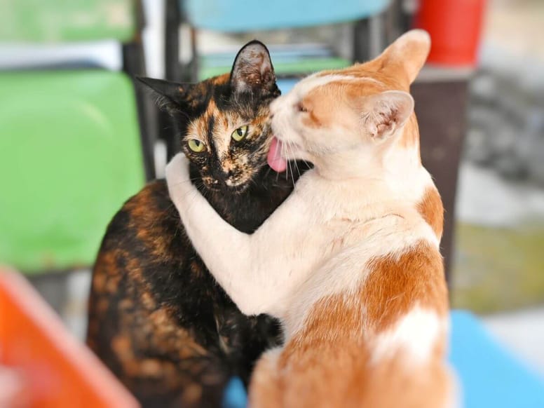 ¿Qué piensan los gatos cuando les damos besos?